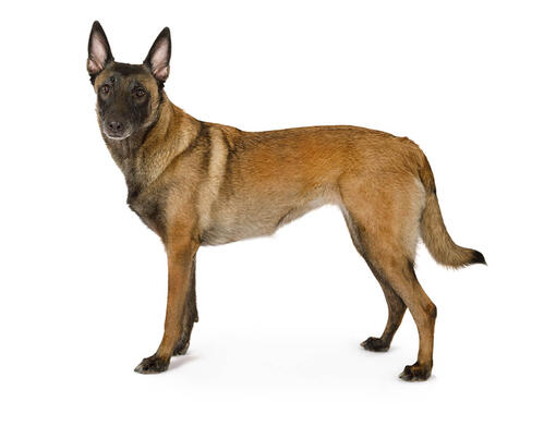 White belgian malinois cheap for sale